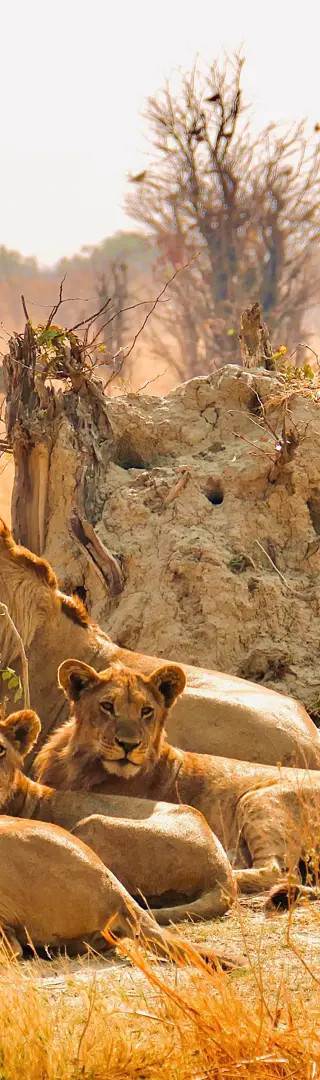 Riesige Löwenrudel im Savute